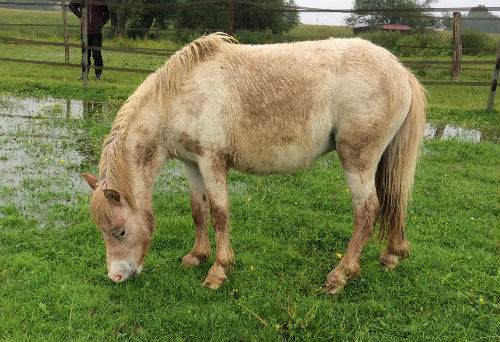 Image de l'annonce Hongre appaloosa shet x miniature