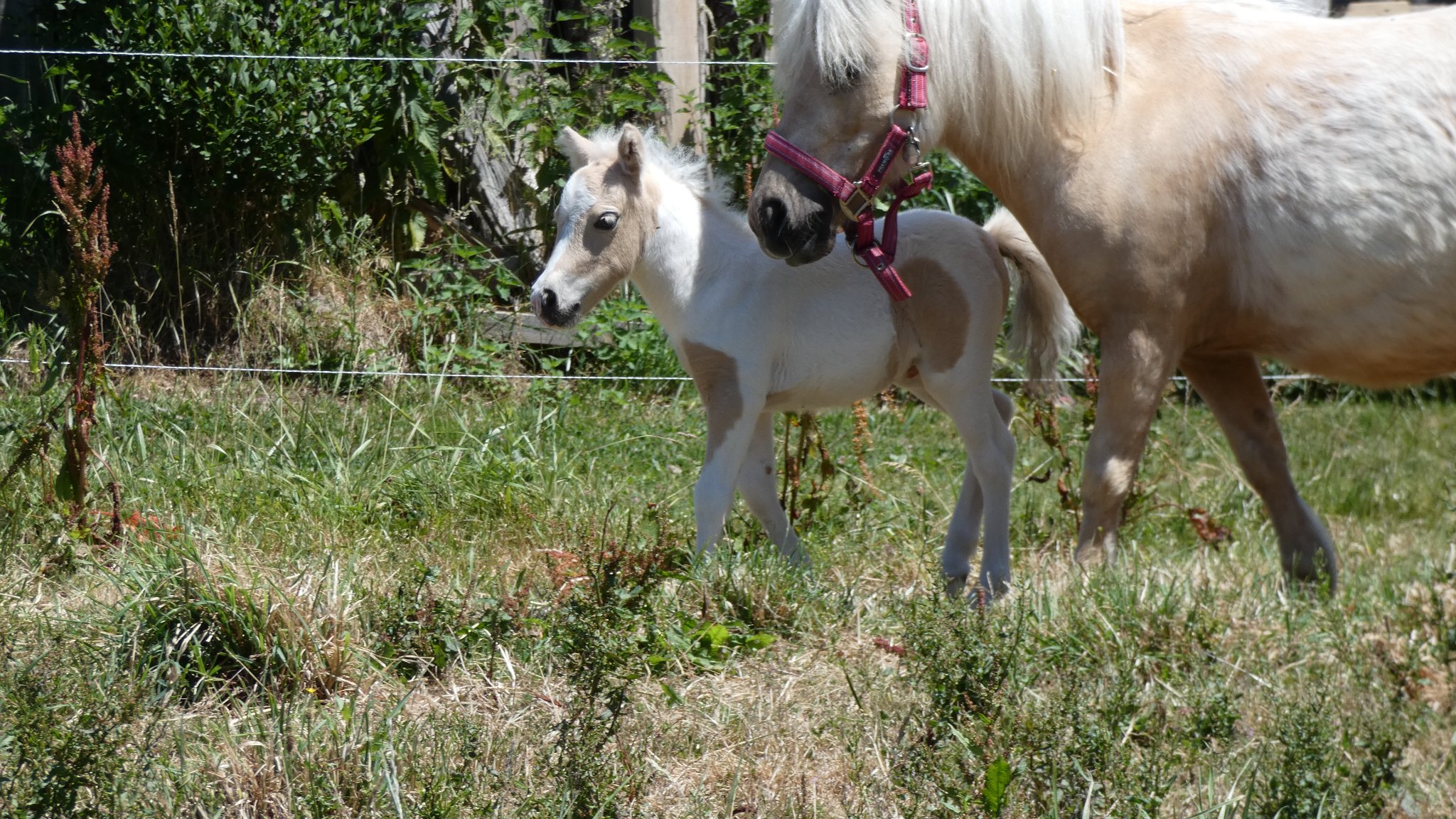 Image de l'annonce Molokaï Labcani poney Pie Palomino avec un oeil part bleu