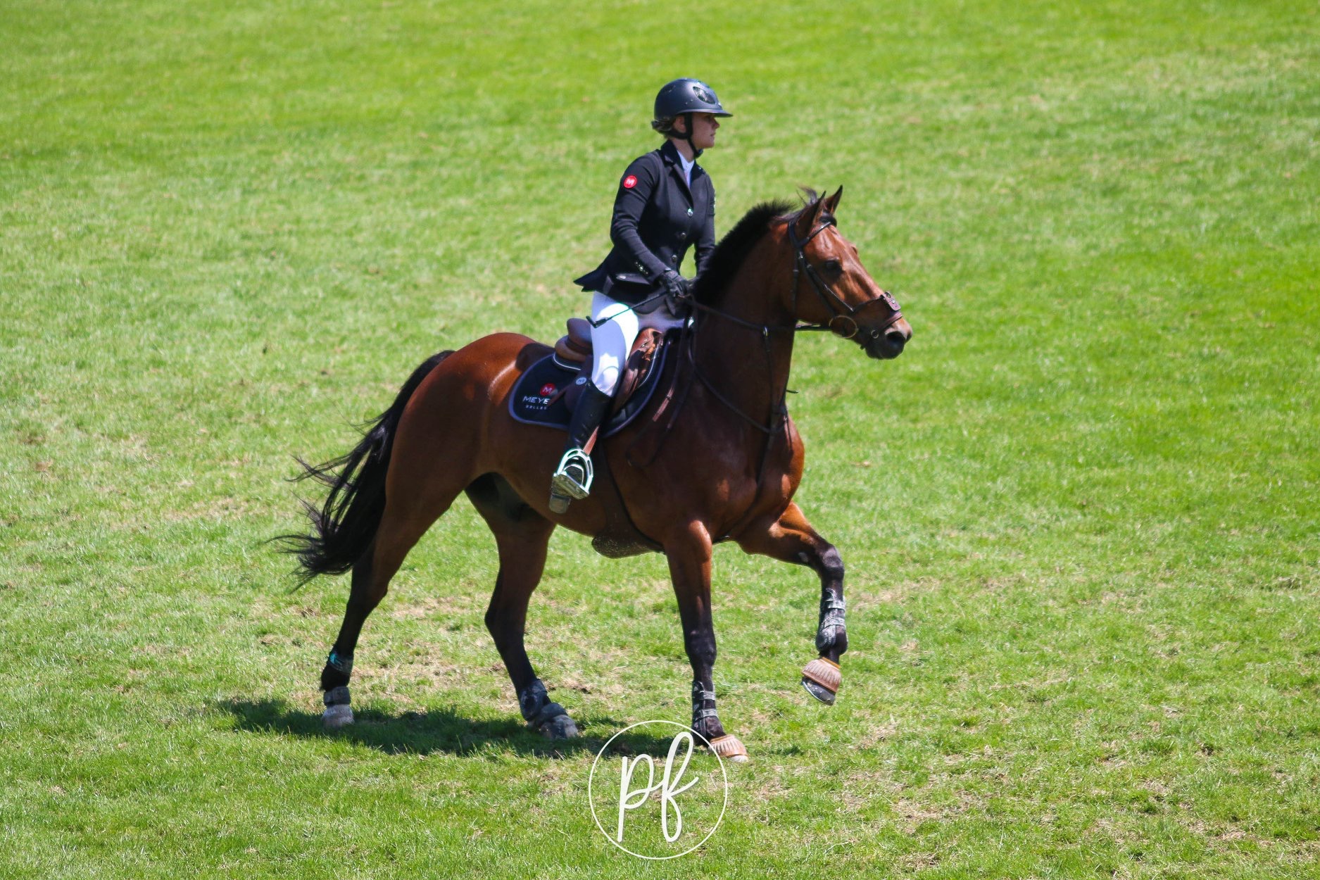 Image de l'annonce cheval cso