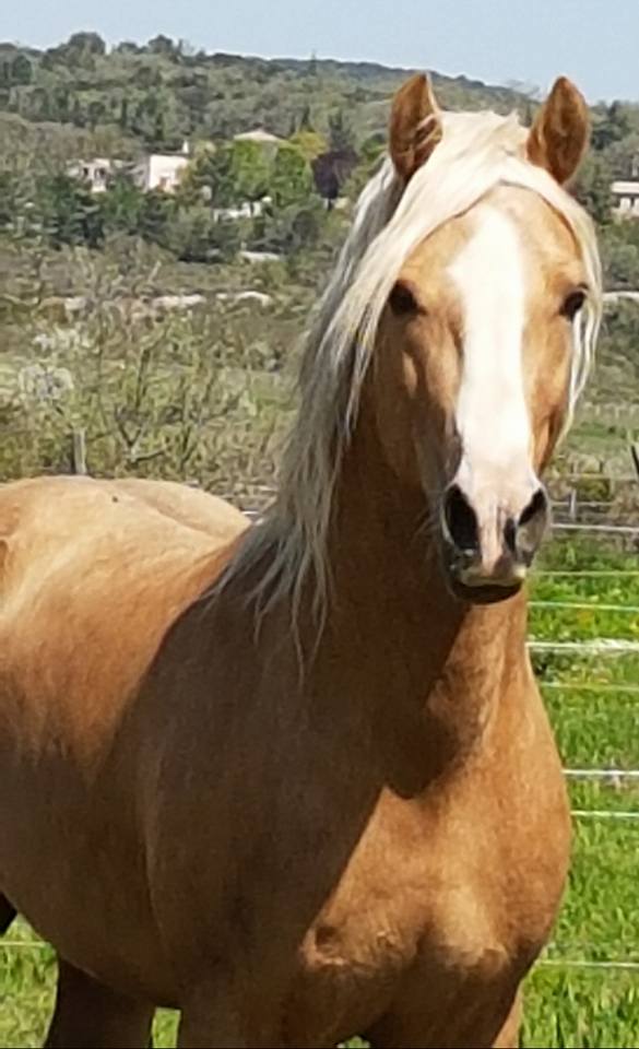 Image de l'annonce étalon Welsh cob palomino