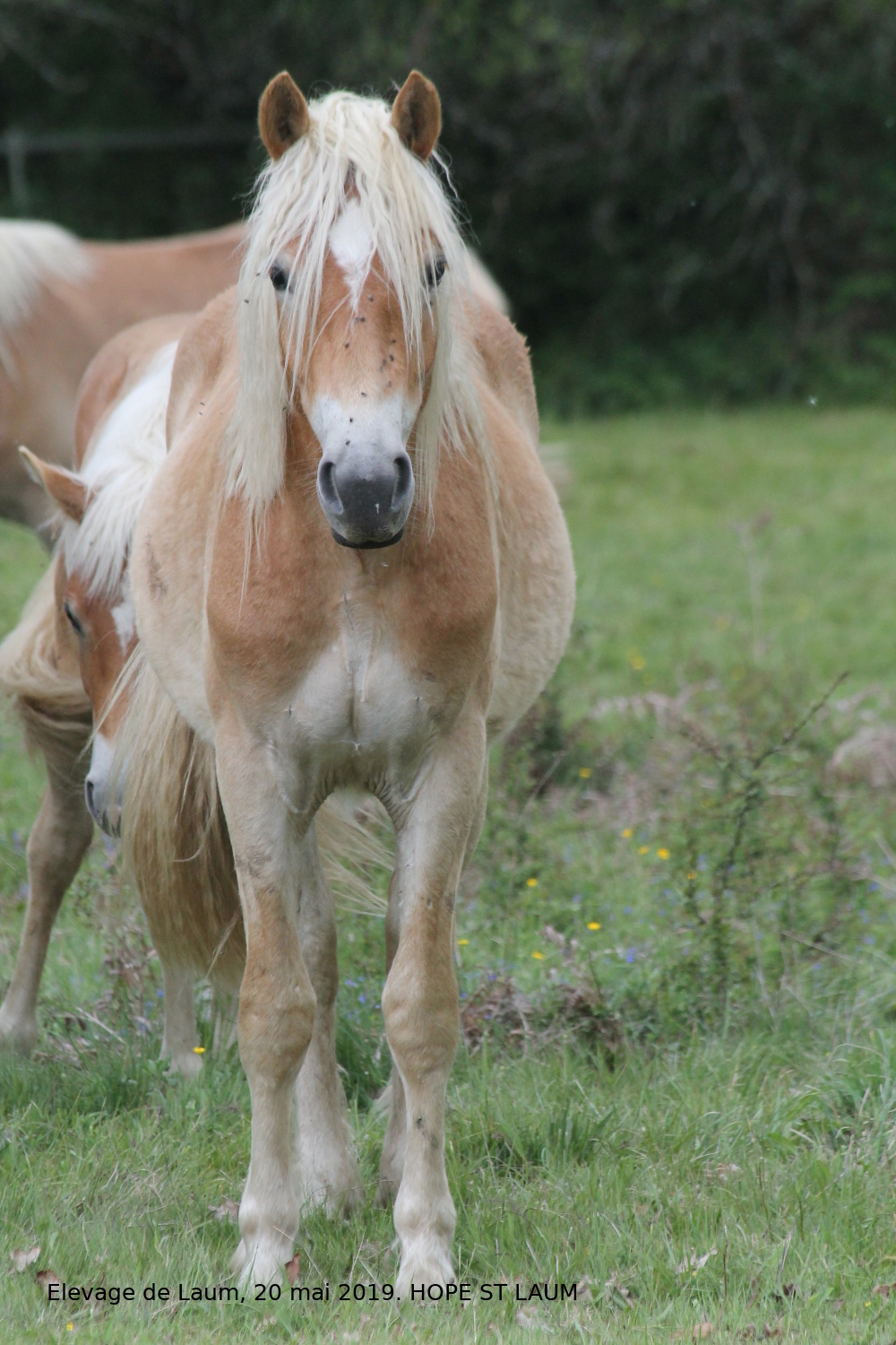 Image de l'annonce HAFLINGER, hongre, 2 ans (Hope)