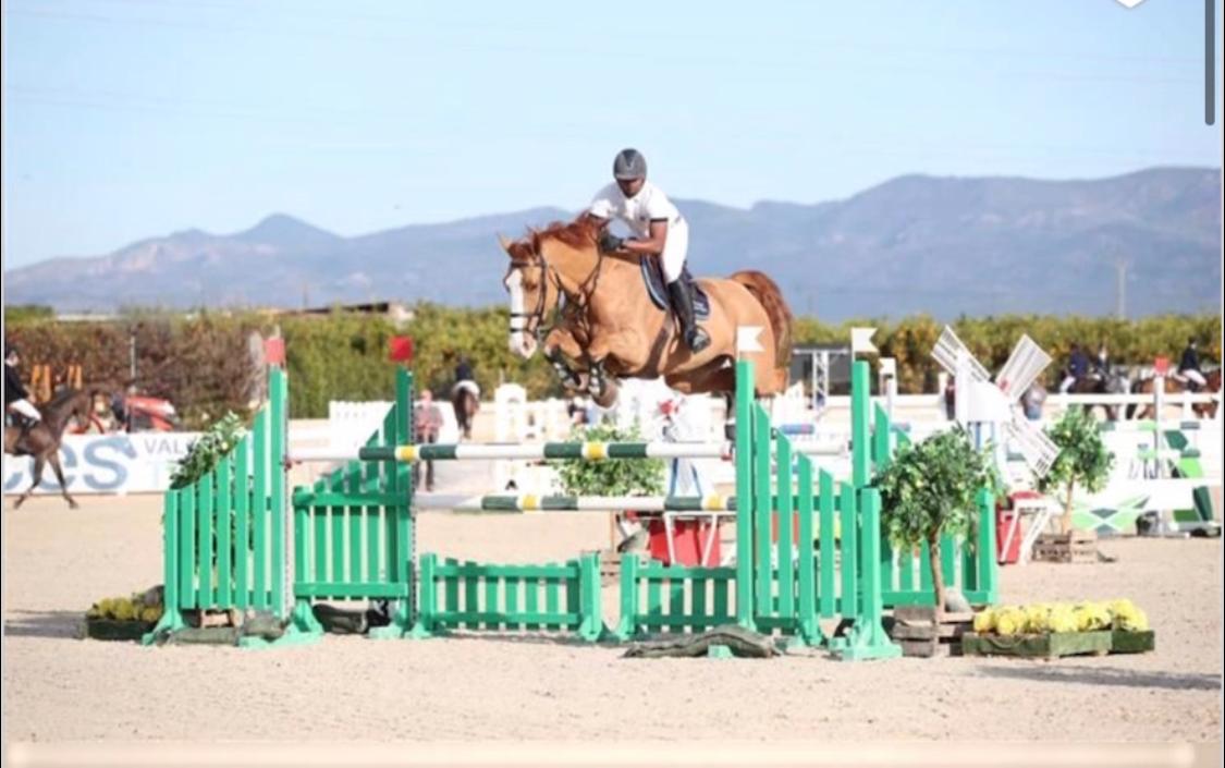 Image de l'annonce Vente cheval de CSO