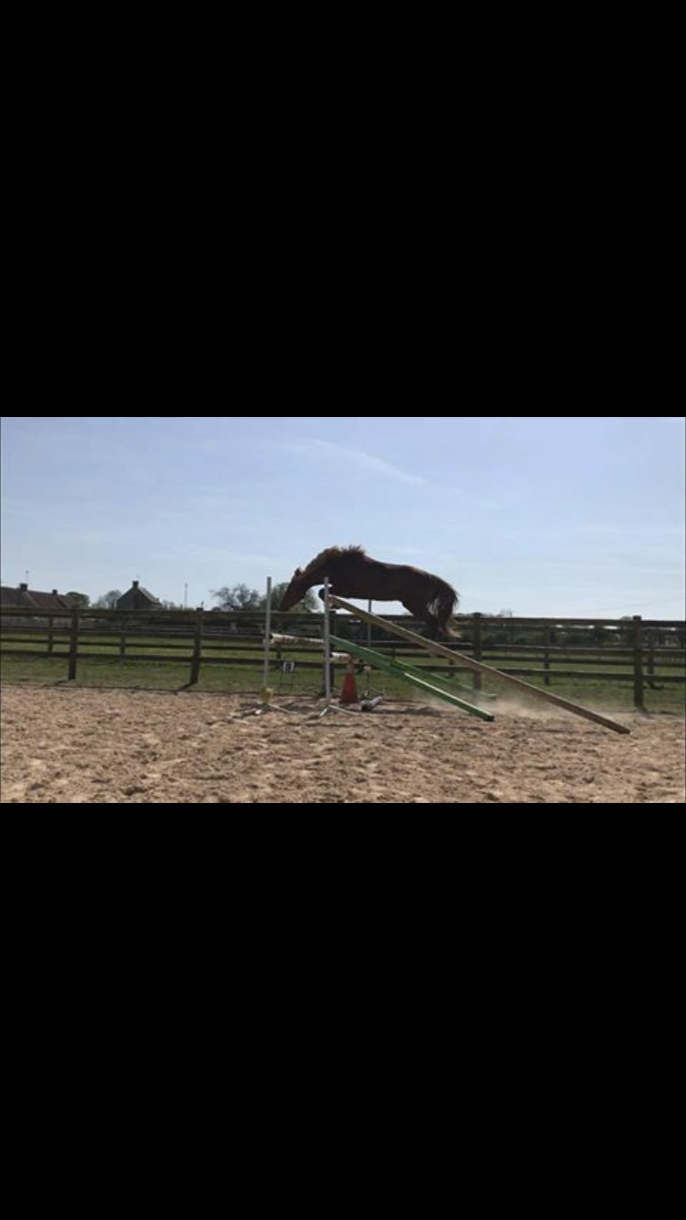 Image de l'annonce FLASH DE FEU SUPER CHEVAL DE LOISIR ET COMPETITION