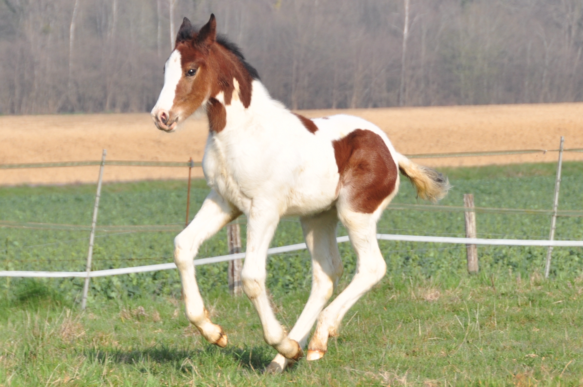 Image de l'annonce Magnifique poulain sport top origines modèle allures