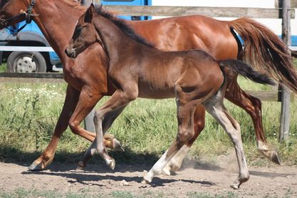 Image de l'annonce AV Foal femelle PFS souche As élite CSO