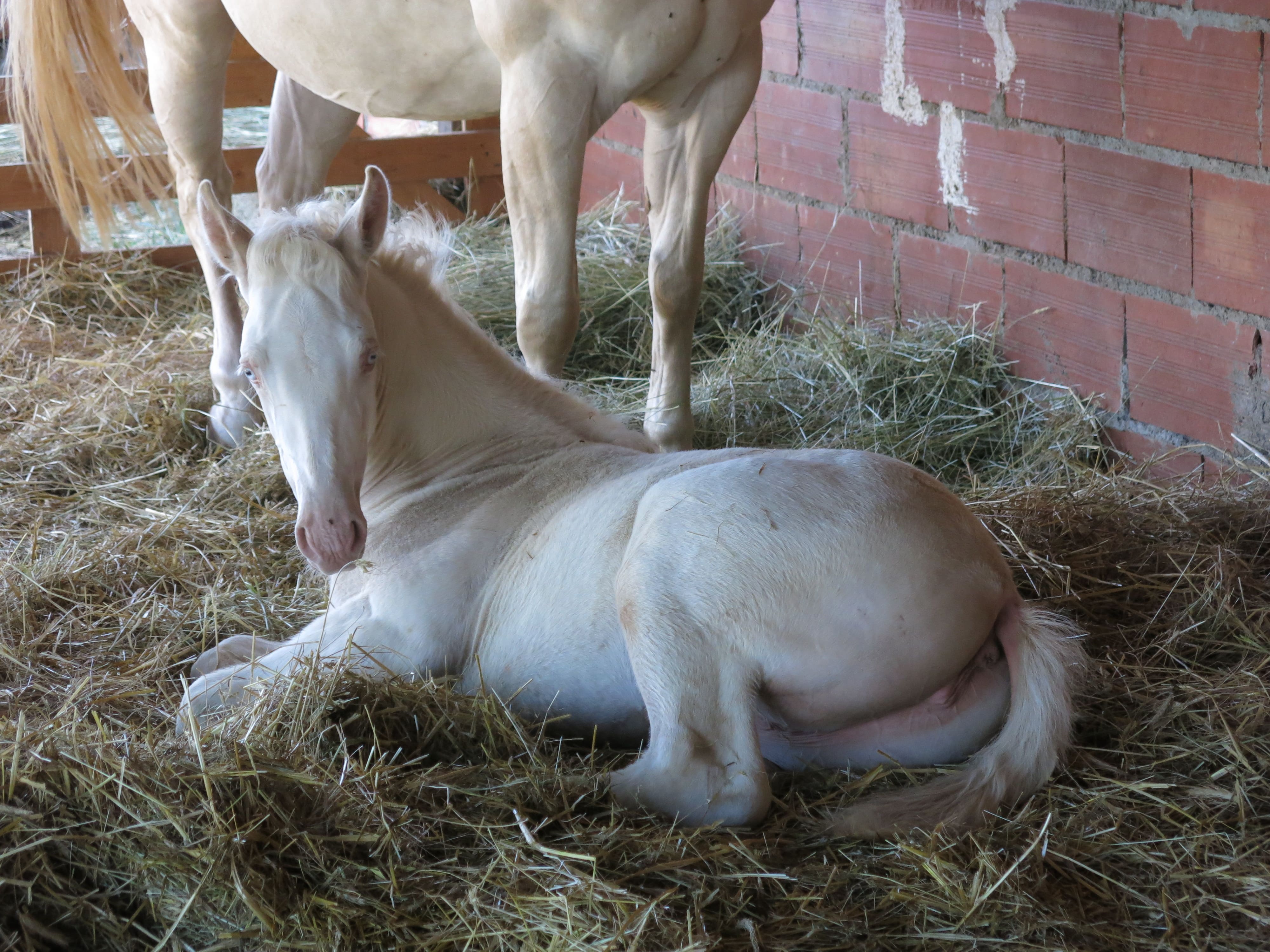 Image de l'annonce pouliche OC homozygote sur le crème