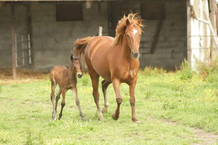Image de l'annonce Etalon PFS taille B dispo en monte en main en Normandie