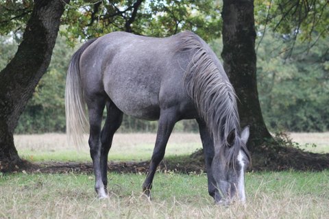 Image de l'annonce jument DSA 75% Arabe origine endurance grand modèle