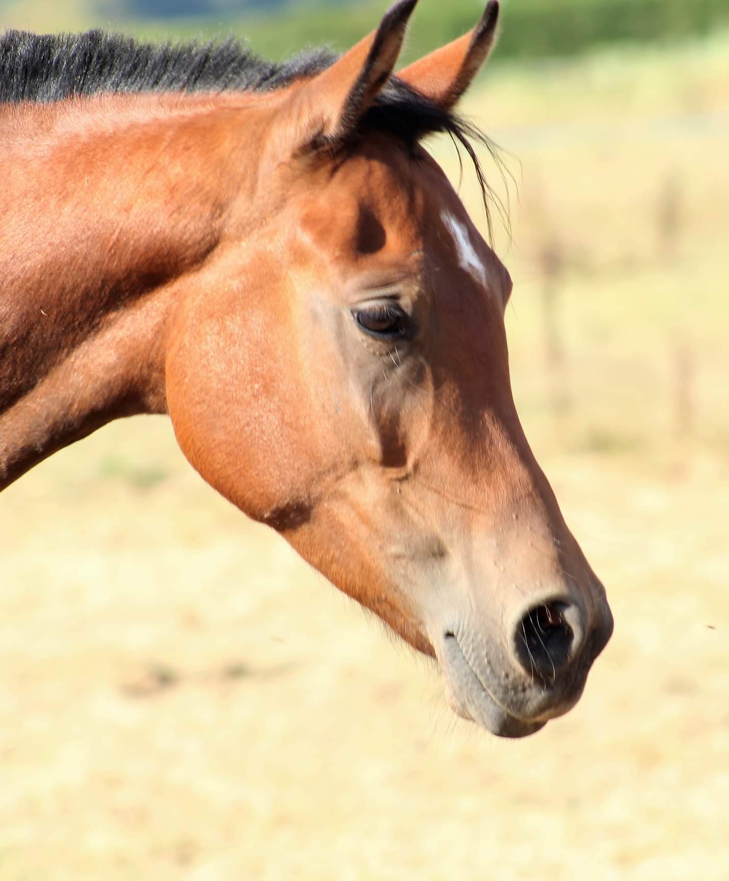 Image de l'annonce DSA 4 ans pour endurance loisirs