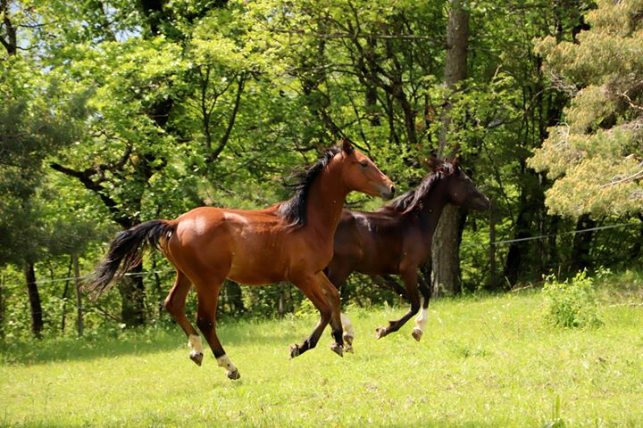 Image de l'annonce Male SF 2 ans par Asti Spumante par Agentinus et par Voltaire Diamant et Airborne Montecillo par Abdullah
