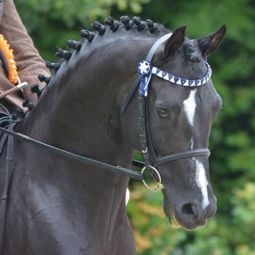 Image de l'annonce Etalon Welsh Part Bred noir 1m45 en monte en main