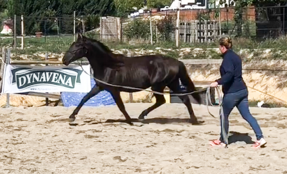 Image de l'annonce PRE - Pure race espagnole PP - Entier - 2 ans