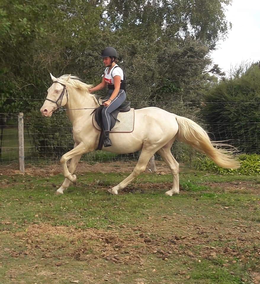 Image de l'annonce Étalon pp race crème agréé de robe cremelo