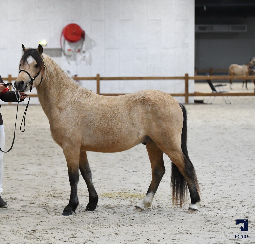 Image de l'annonce Hongre Welsh Part-Bred de 3 ans