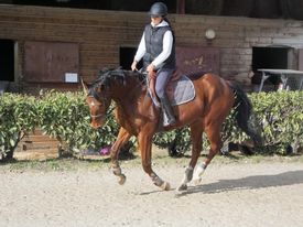 Image de l'annonce Recherche cheval à confier