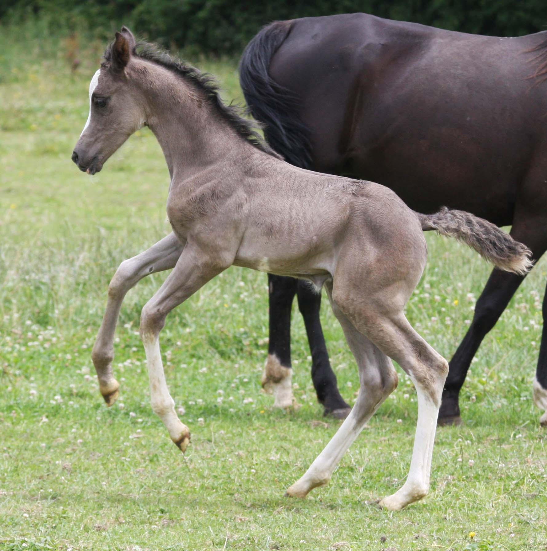 Image de l'annonce Rare splendide pour PS Arabe noir DW 19