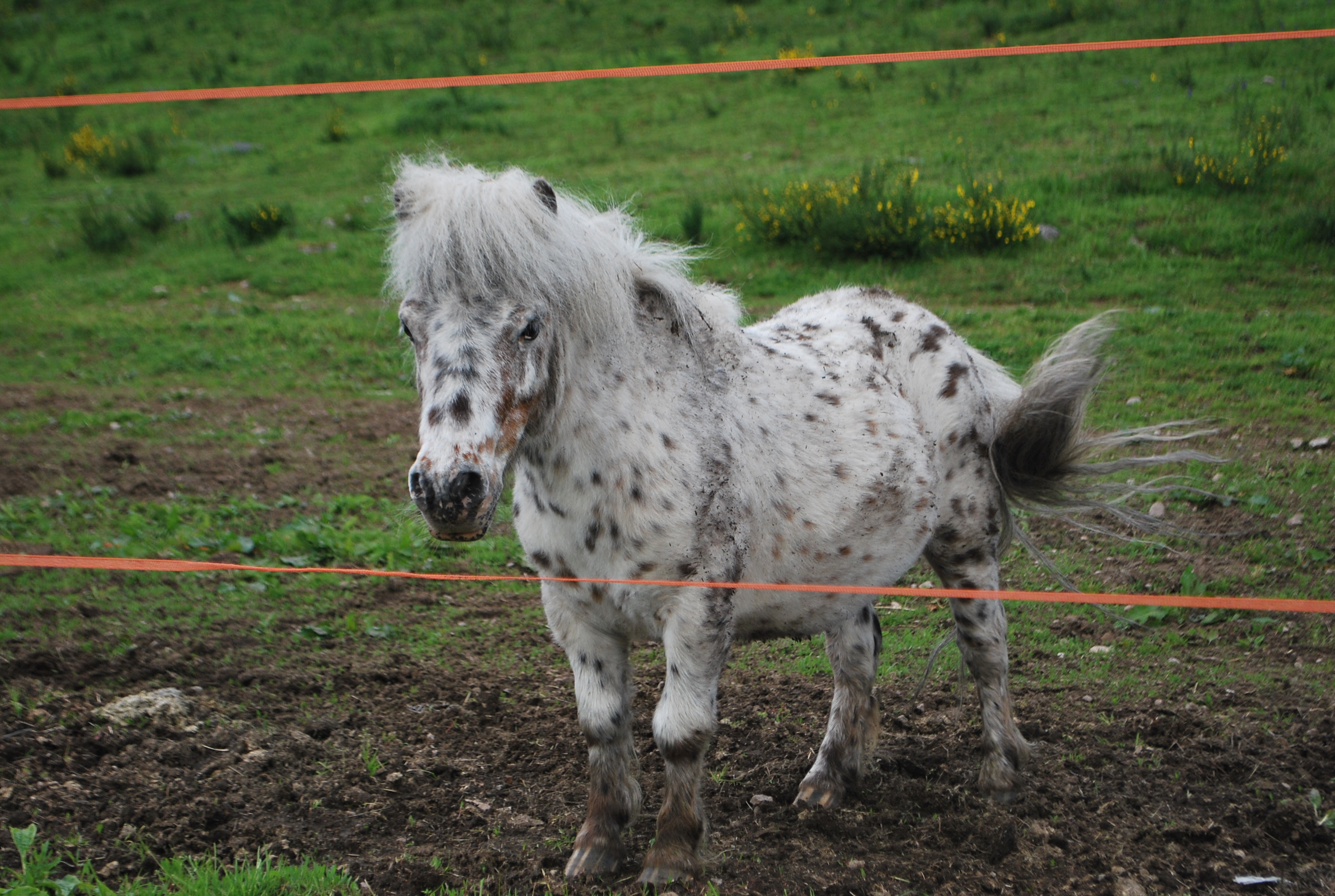 Image de l'annonce Poney shetland