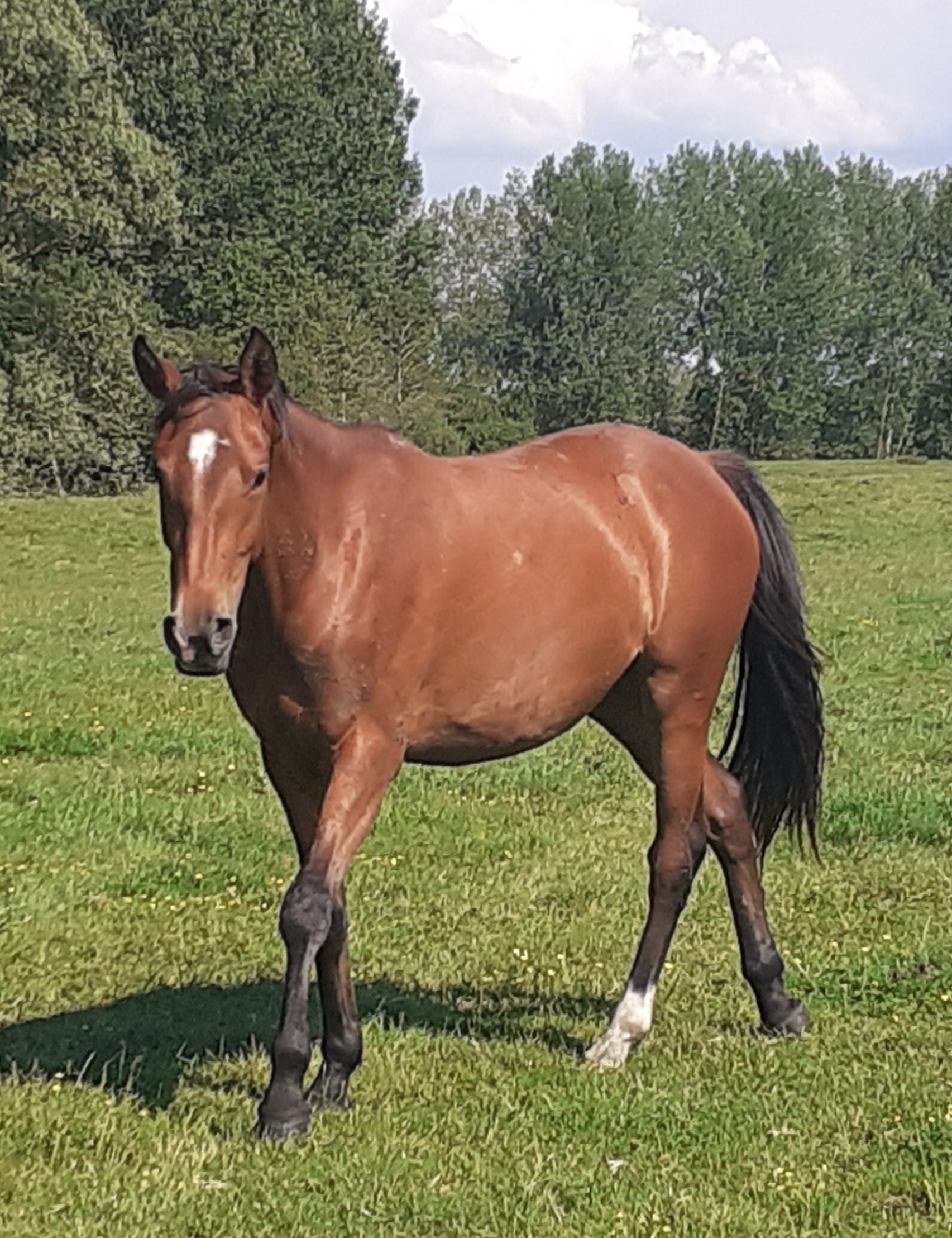 Image de l'annonce A Vendre poulain 2 ans et demi.