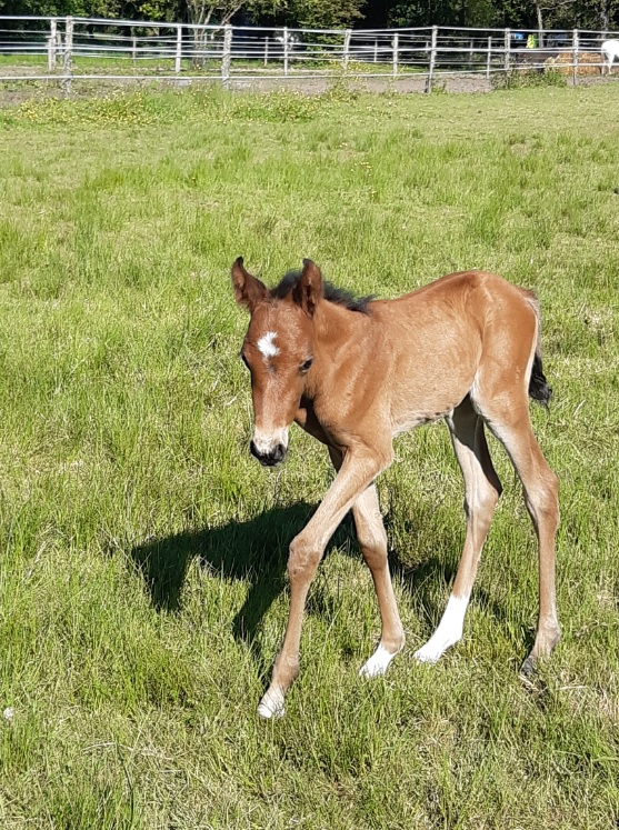 Image de l'annonce Kachina Las Benex pouliche sport CSO