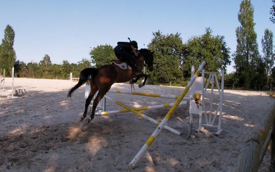 Image de l'annonce Très beau cheval polyvalent, AQPS, 16 ans