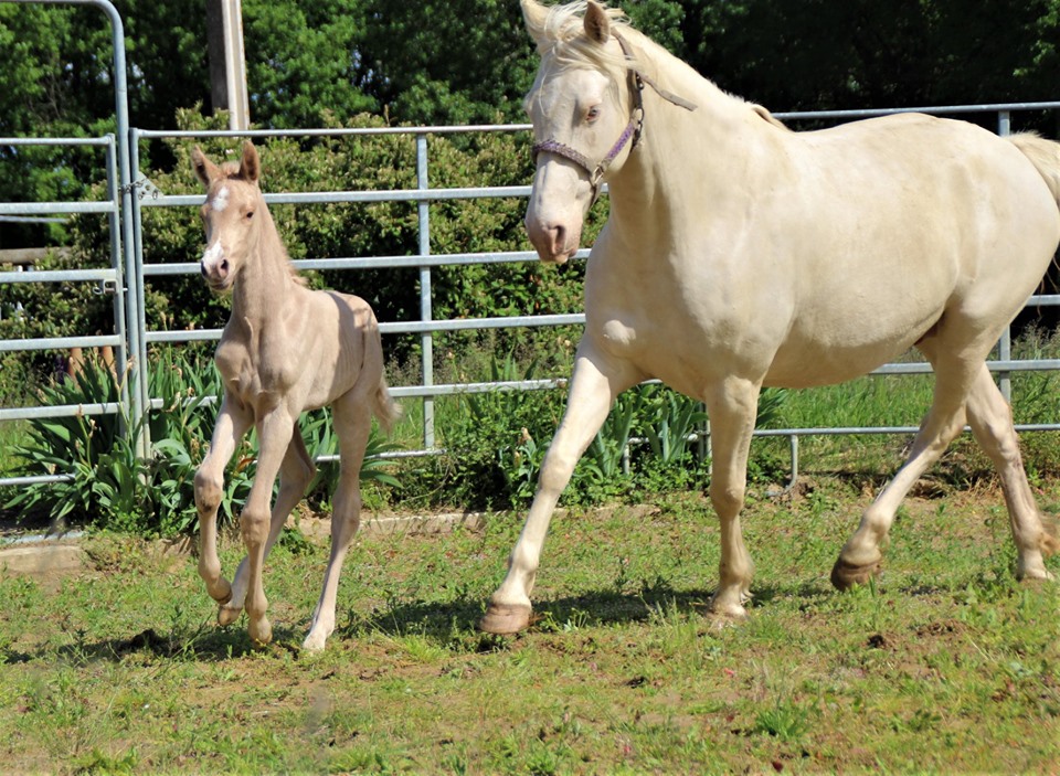 Image de l'annonce Poulain palomino par Salto des Nauves SF
