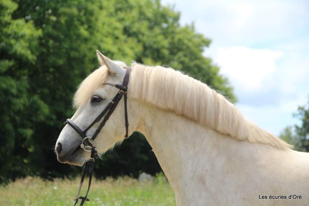 Image de l'annonce Poney connemara