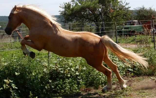 Image de l'annonce étalon Welsh cob palomino
