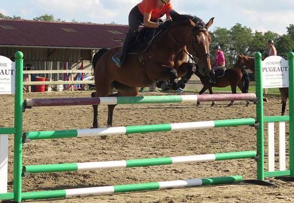 Image de l'annonce Demi-pension jument SF 11 ans - CSO/Dressage