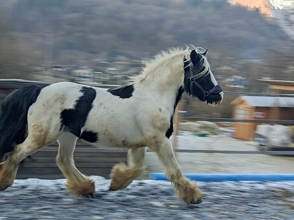 Image de l'annonce Cheval : Jument type Irish cob