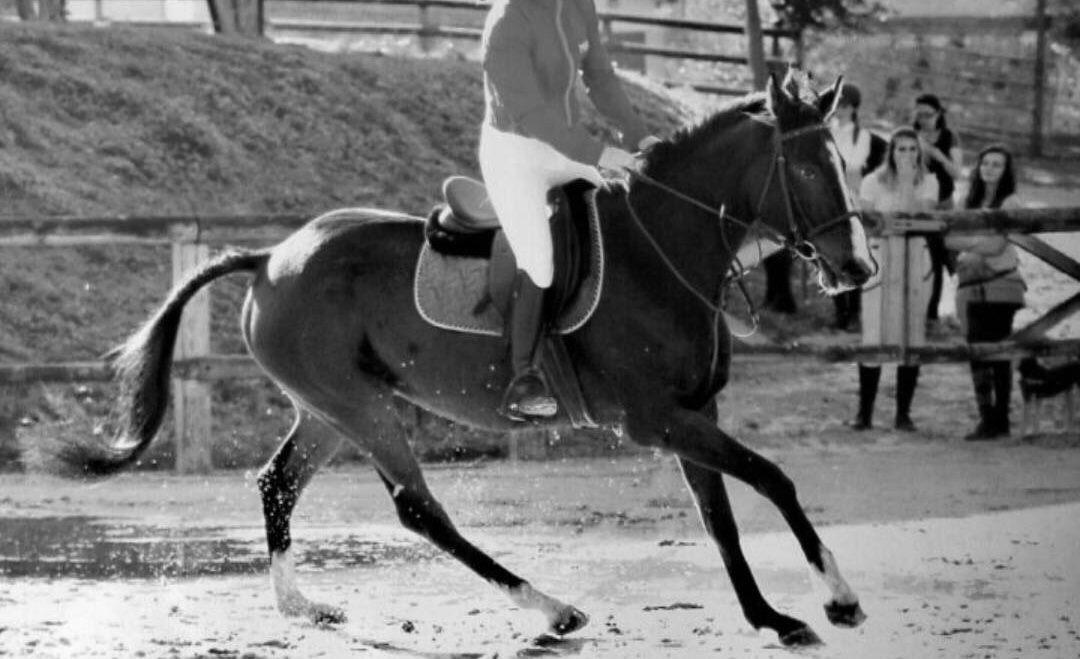 Image de l'annonce Cheval de loisir