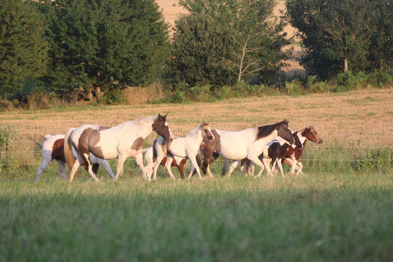 Image de l'annonce Elevage de chevaux américains de qualité en bretagne