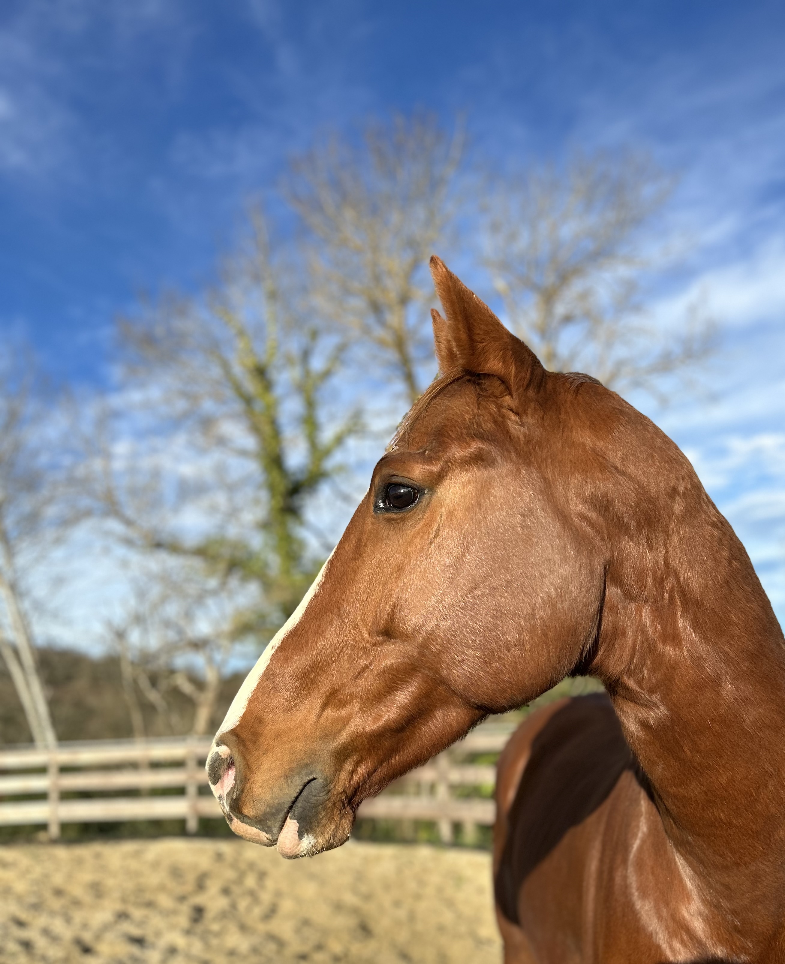 Image de l'annonce Cheval entier de sport