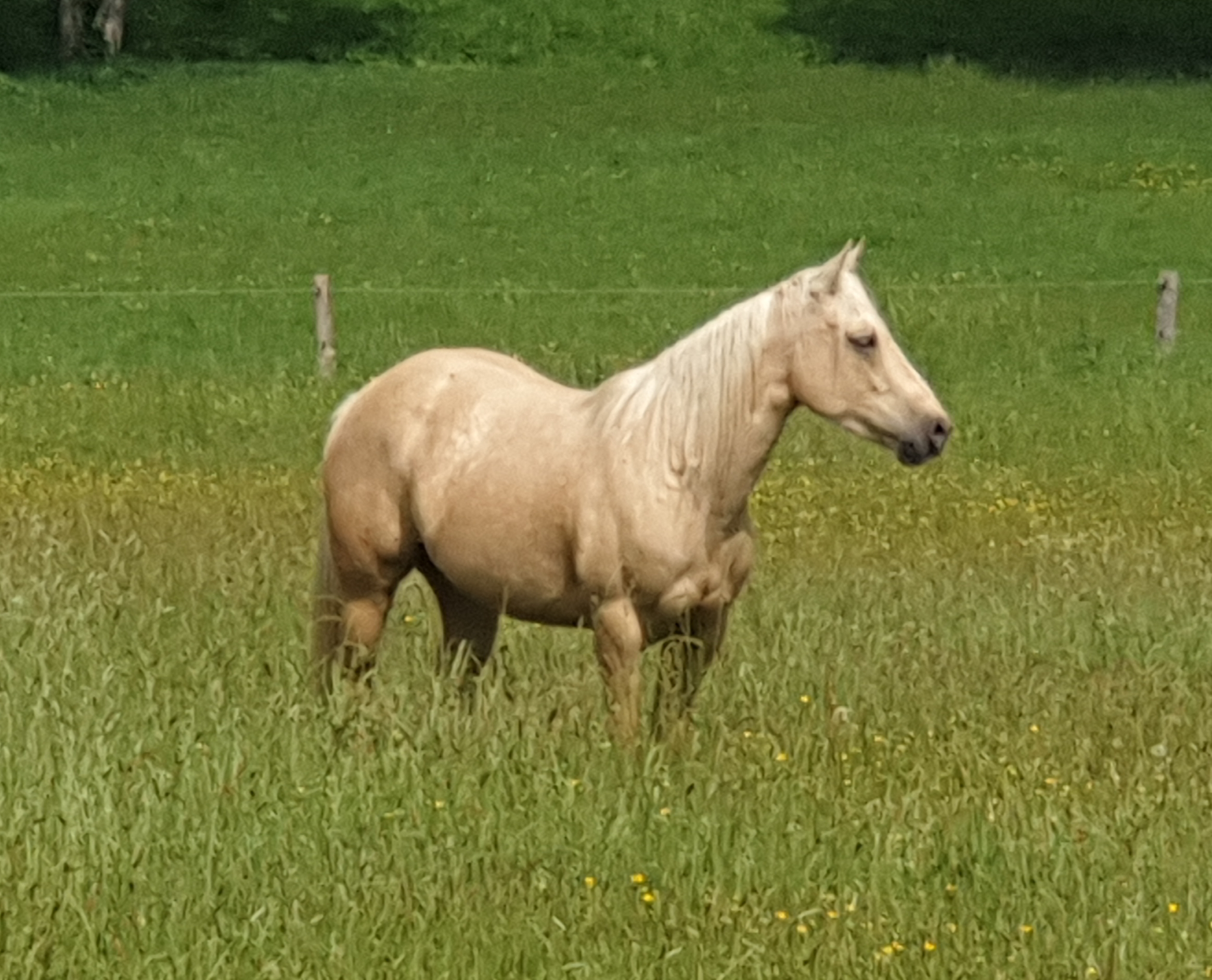 Image de l'annonce Pouliche Quarter Horse