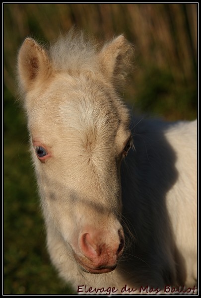 Image de l'annonce Poulain Shetland PP pie crême