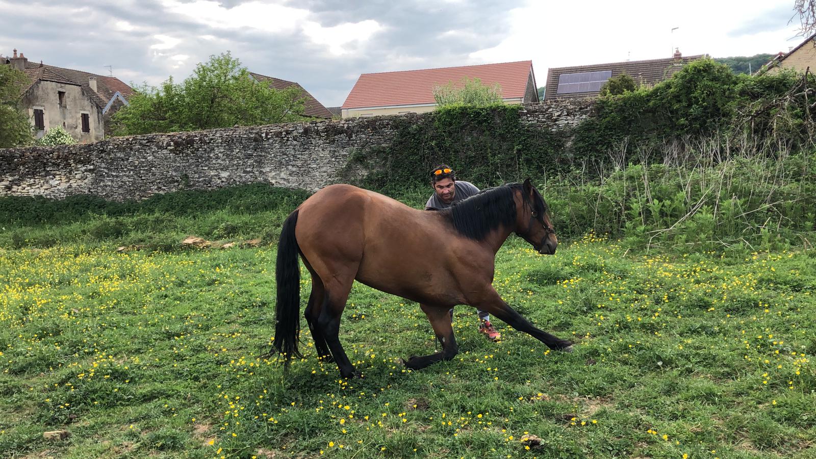 Image de l'annonce Lusitanien bai,3 ans