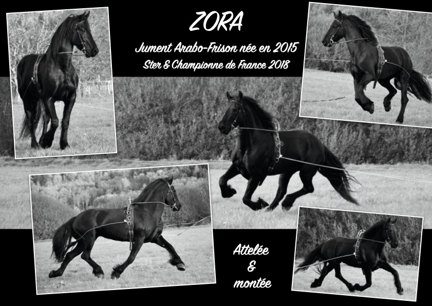 Image de l'annonce Spectaculaire jument noire attelée et montée, cheval arabo-frison PP idéal pour dressage attelage élevage spectacle