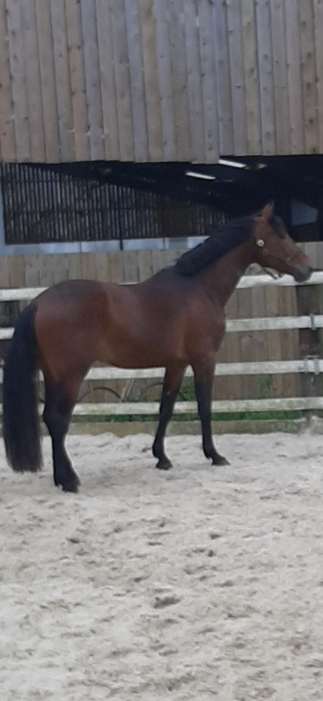 Image de l'annonce hongre par Vagabond de la  Pomme