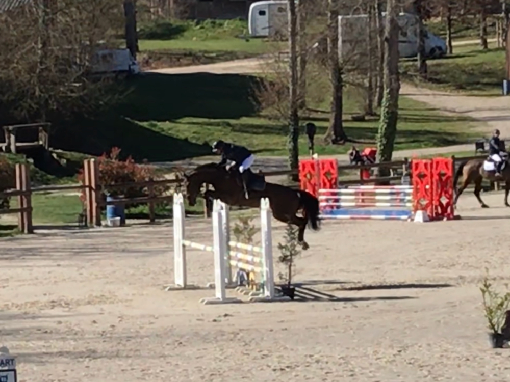 Image de l'annonce Hongre 4 ans LIFESTYLE x KANNAN bon potentiel CSO