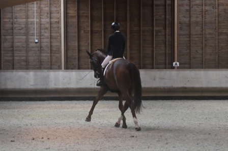 Image de l'annonce cheval de dressage prêt Amateur 1