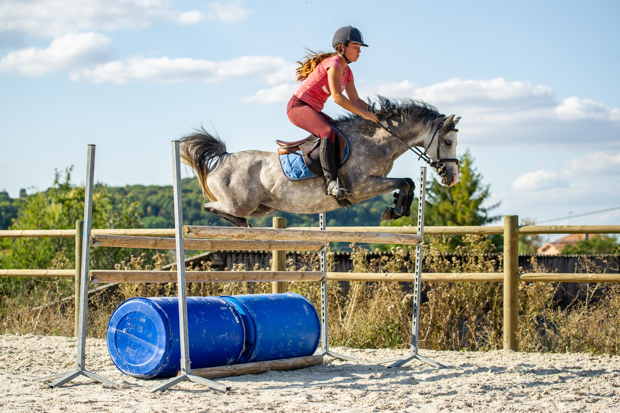 Image de l'annonce top welsh pony