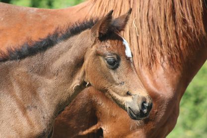 Image de l'annonce AV Foal femelle PFS souche As élite CSO