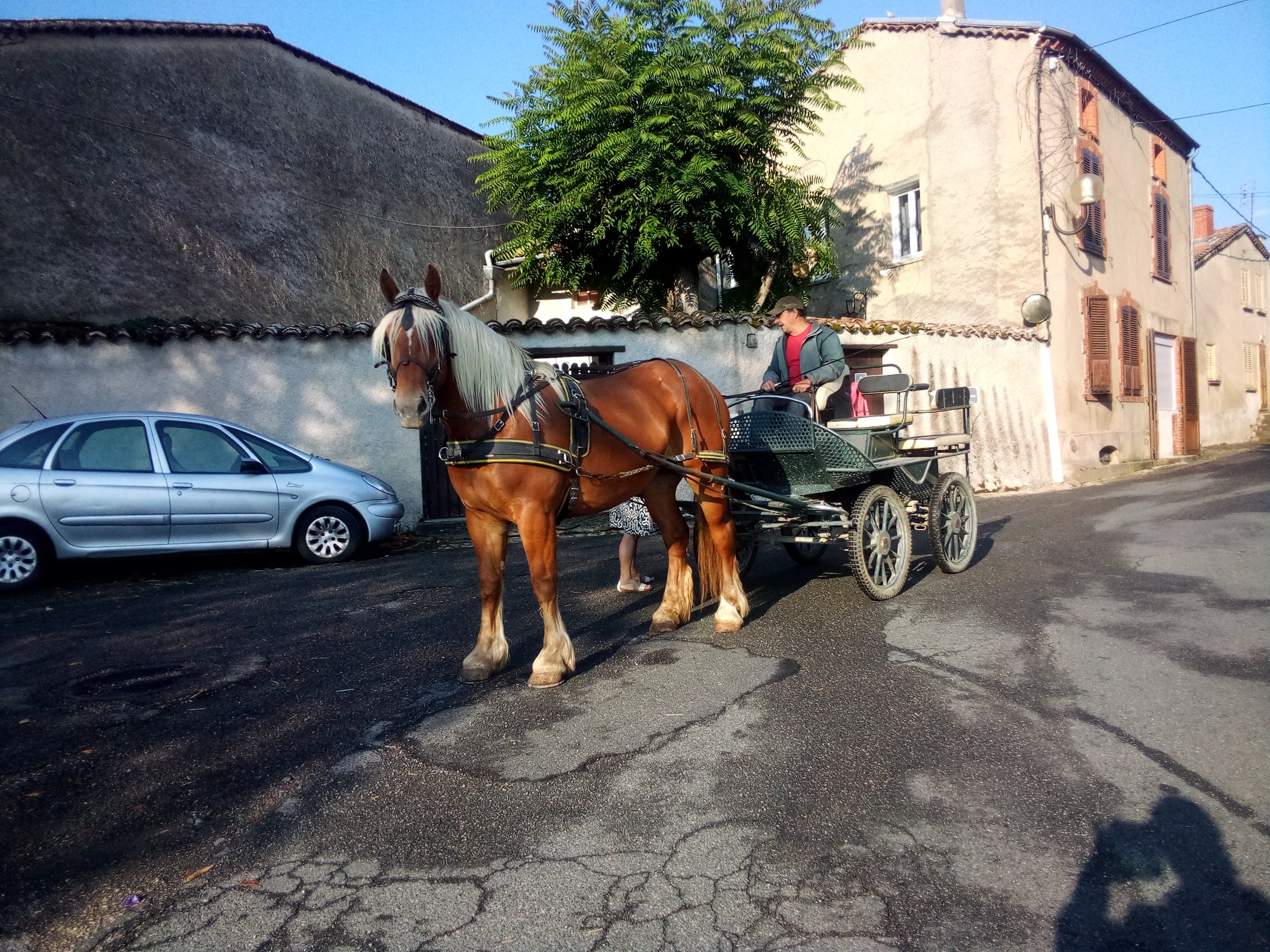 Image de l'annonce Jument Comtoise PP