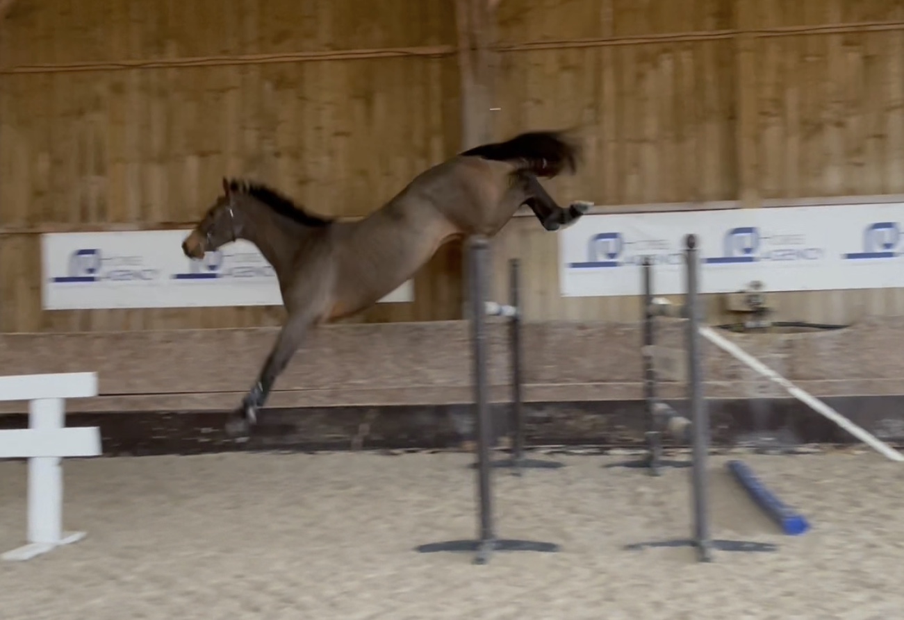 Image de l'annonce Cheval de 3 ans Zangersheide par Vleut ( Quick star)