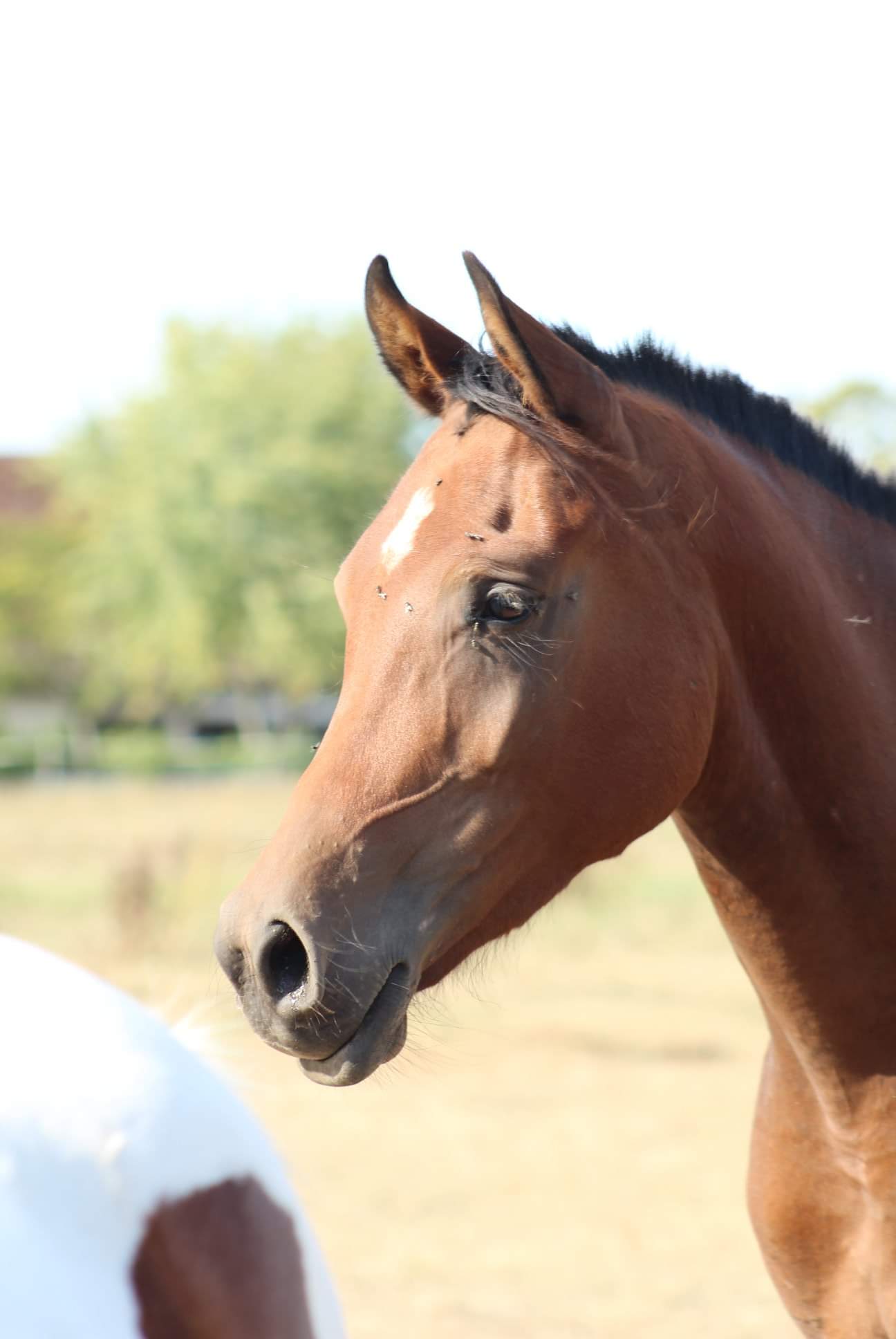 Image de l'annonce DSA 4 ans pour endurance loisirs