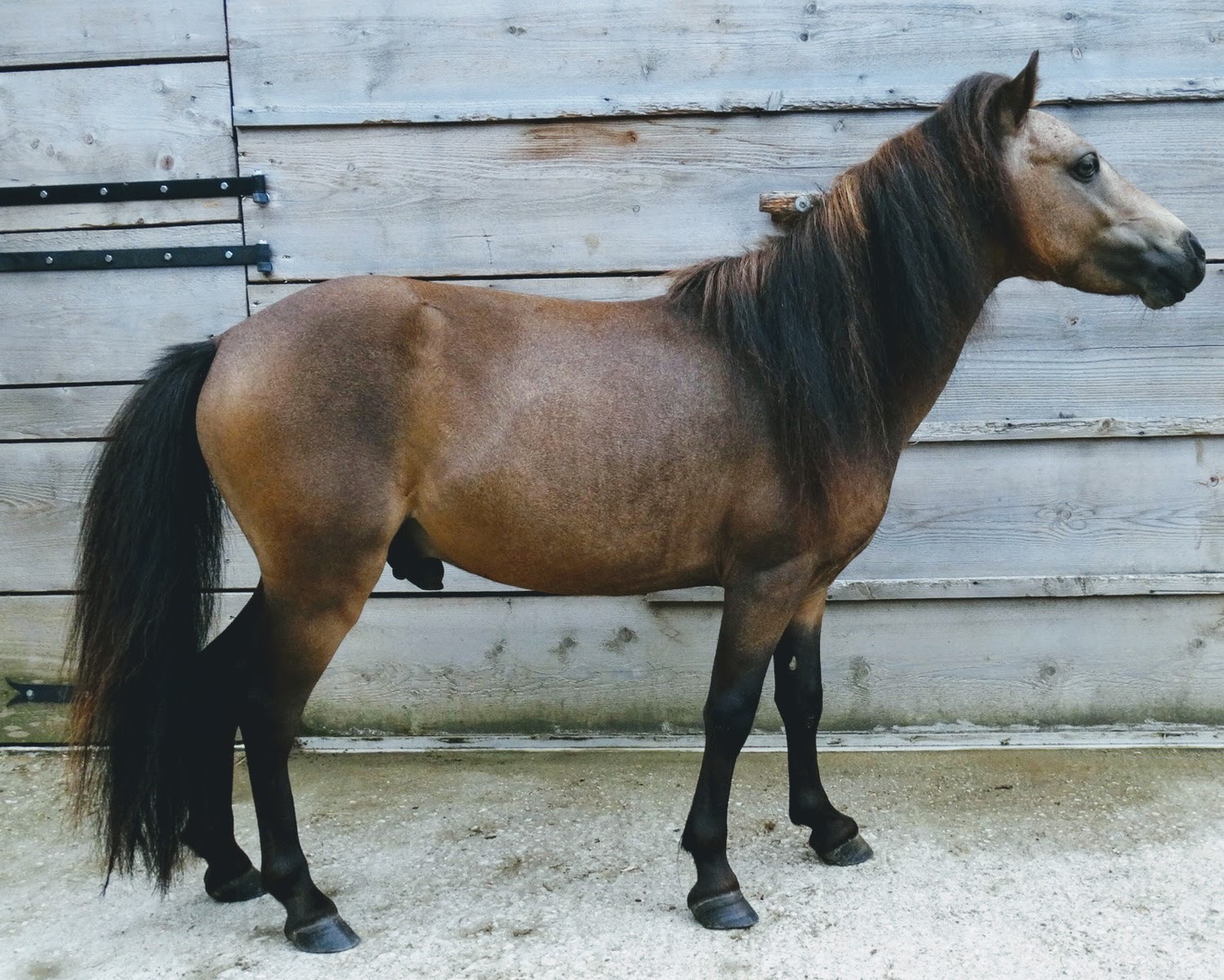 Image de l'annonce Cheval miniature AMHA, étalon