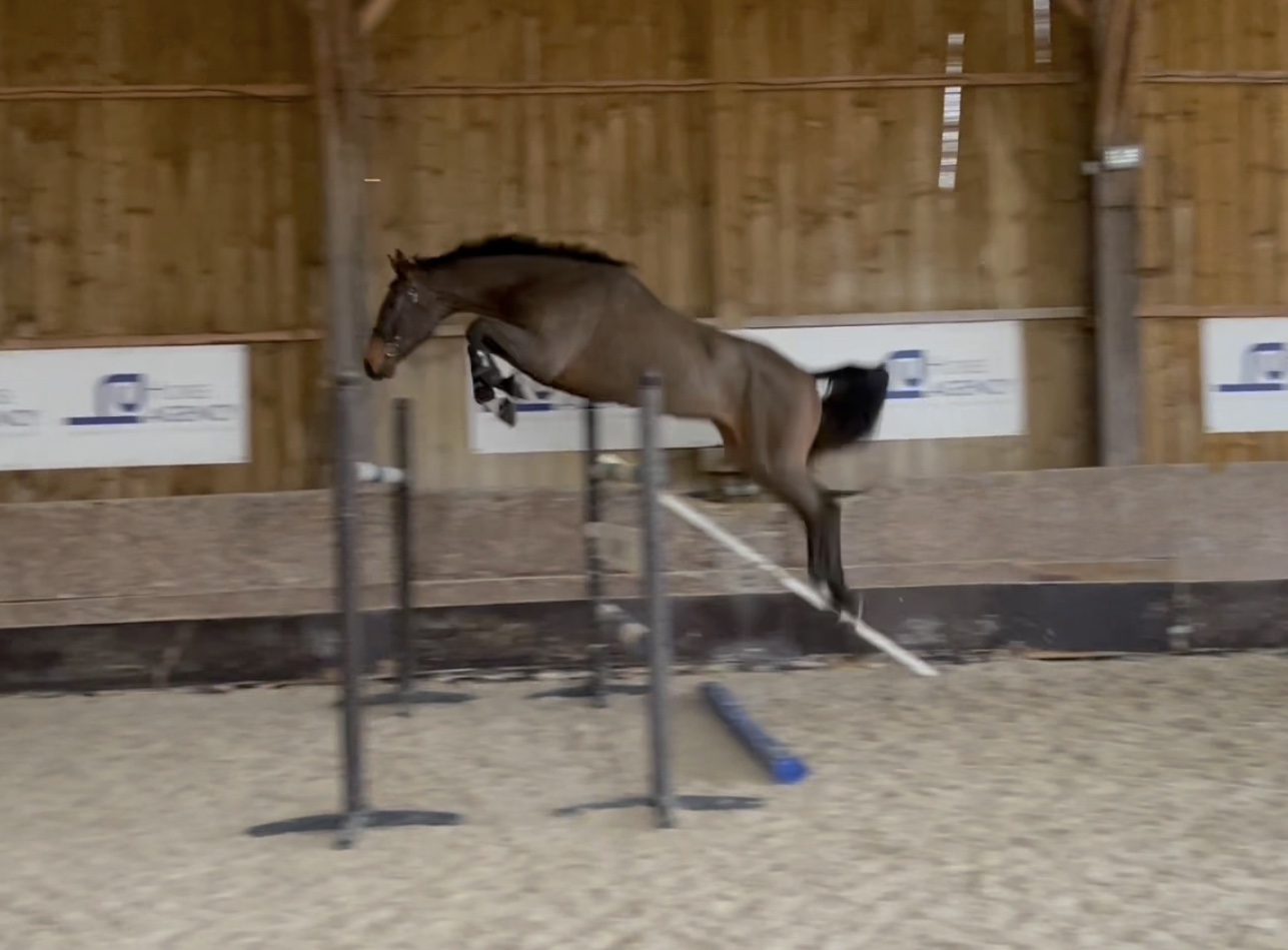 Image de l'annonce Cheval de 3 ans Zangersheide par Vleut ( Quick star)