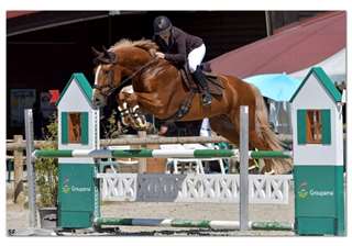 Image de l'annonce Cheval de sport allemand 11 ans