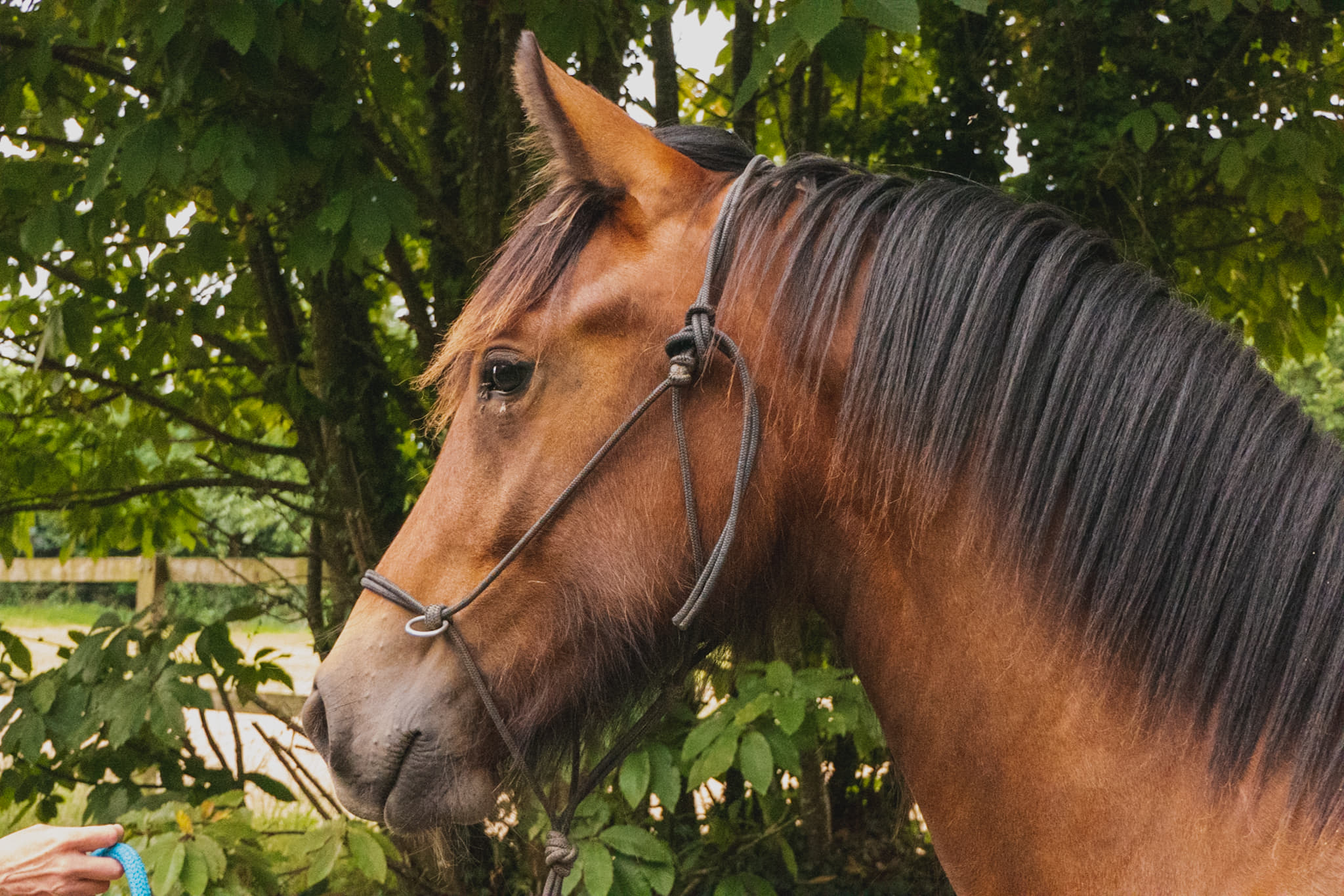 Image de l'annonce Jolie pouliche Irish Cob part breed à vendre