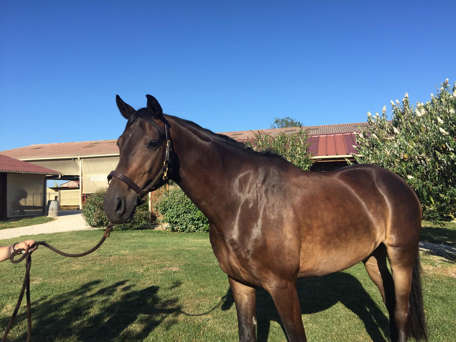 Image de l'annonce Hongre Oldenburg pour CSO/Dressage/Loisirs
