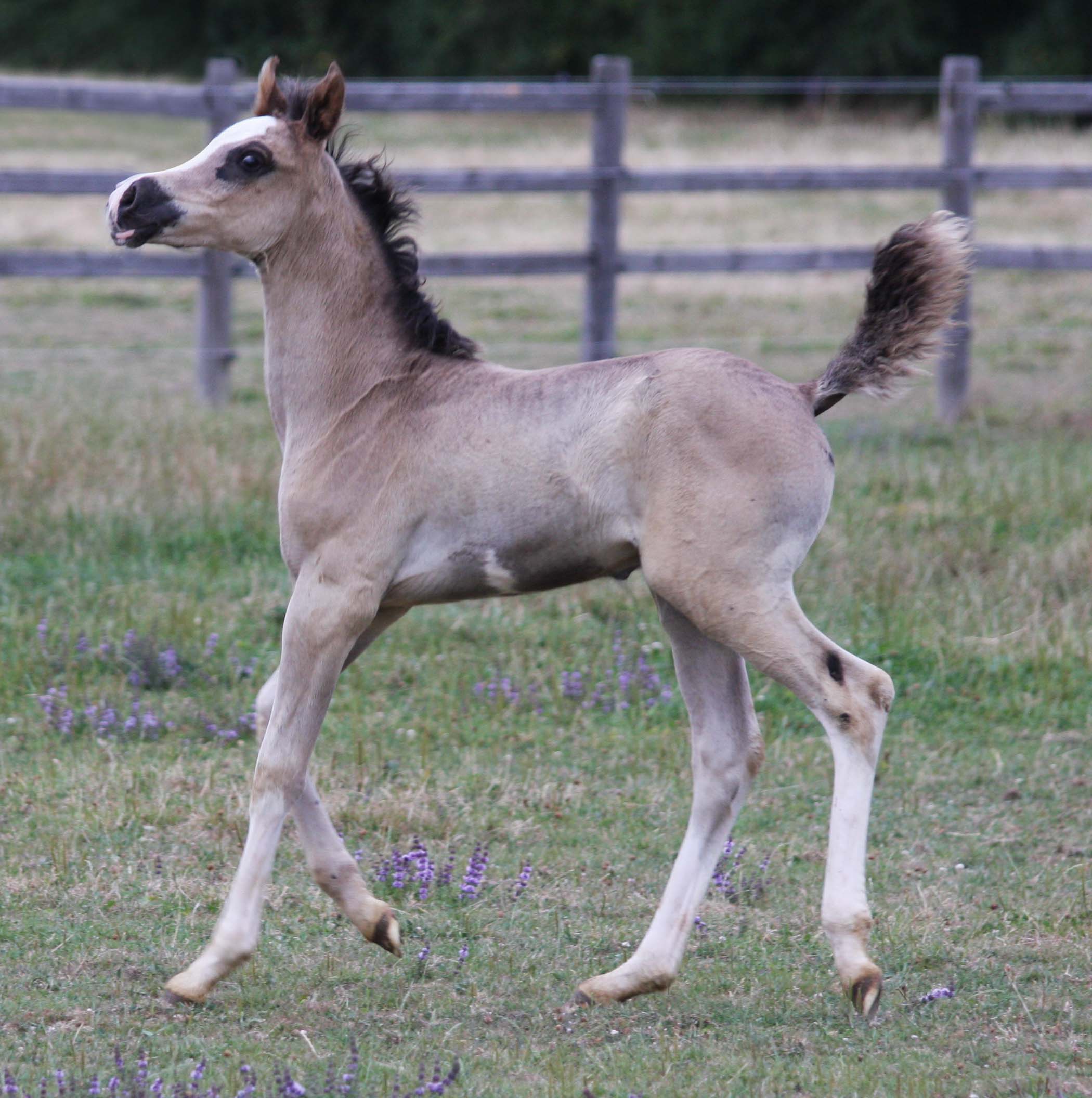 Image de l'annonce Rare splendide pour PS Arabe noir DW 19